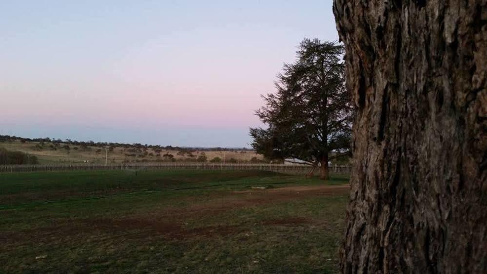 Petersons Armidale Winery And Guesthouse Buitenkant foto